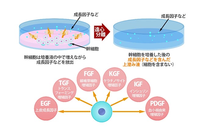 幹細胞培養上清液の説明図